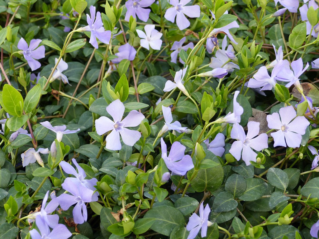 Vinca-Minor
